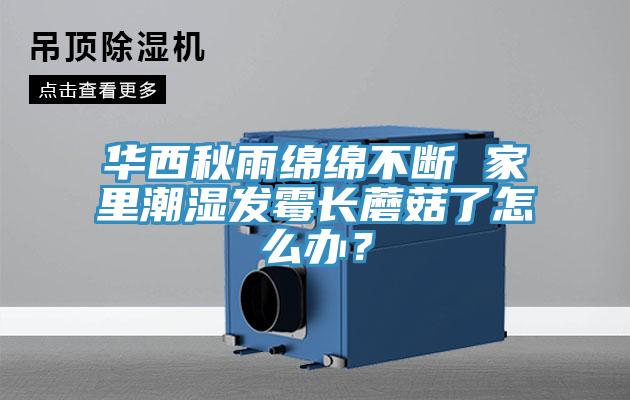 華西秋雨綿綿不斷 家裏潮濕發黴長蘑菇了怎麽辦?