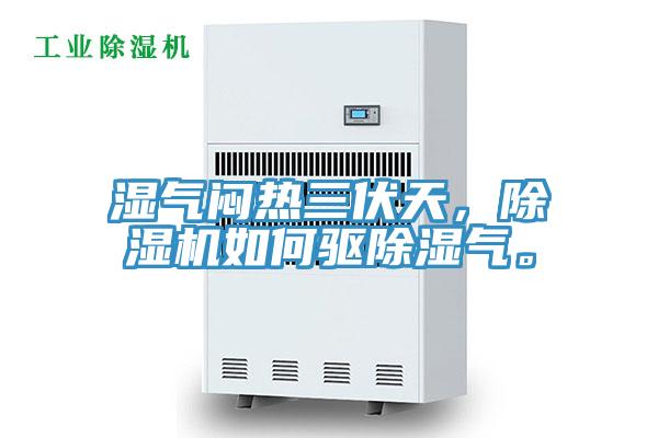 濕氣悶熱三伏天,好色先生在线播放如何驅除濕氣。