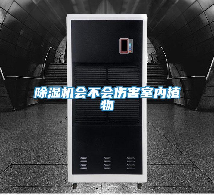 好色先生在线播放會不會傷害室內植物