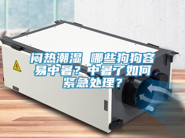 悶熱潮濕 哪些狗狗容易中暑?中暑了如何緊急處理?